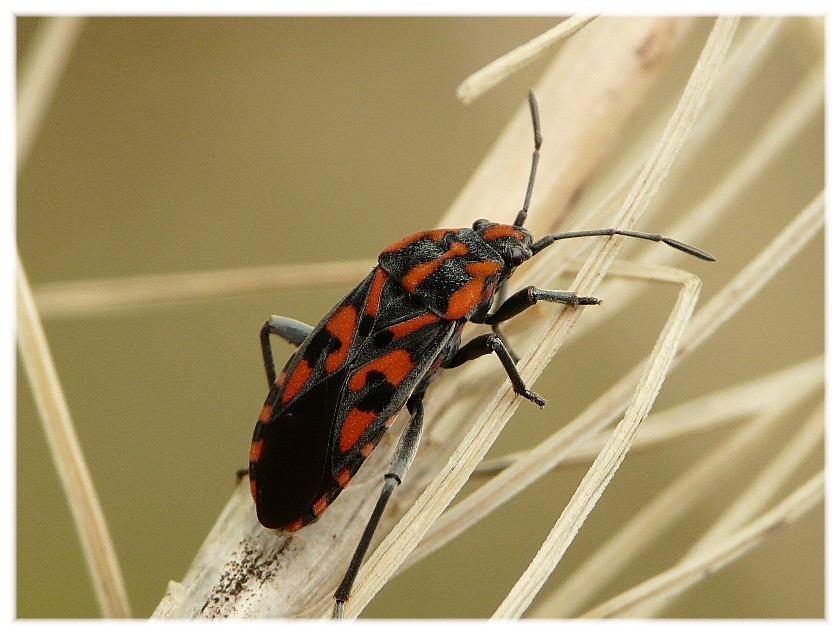 Insetto da identificare: Spilostethus saxatilis